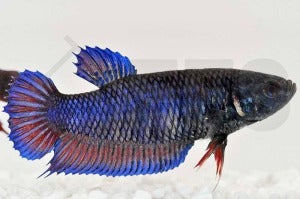 Kampffisch weiblich (Betta splendens)