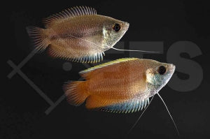 Honiggurami (Colisa chuna)