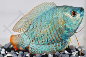 Zwergfadenfisch 