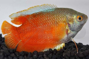 Zwergfadenfisch 