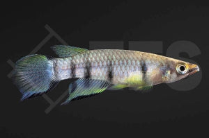 Querbandhechtling (Epiplatys dageti)
