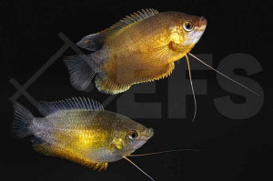 Dicklippiger Fadenfisch 