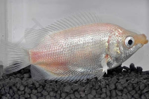 Küssender Gurami (Helostoma temminckii)