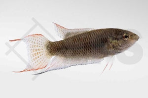 Schwarzer Makropode (Macropodus spechti)