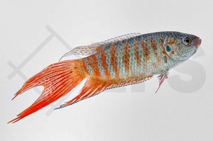 Blauer Paradiesfisch (Macropodus opercularis)
