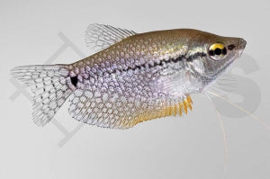 Mosaikfadenfisch (Trichogaster leeri)