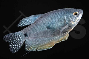 Gepunkteter Fadenfisch 