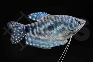 Marmorfadenfisch (Trichogaster trichopterus)