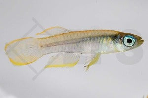 Leuchtauge (Aplocheilichthys johnstoni)