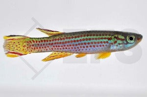 Gestreifter Prachtkärpfling (Aphyosemion striatum)