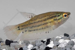 Knurrender Gurami (Trichopsis vittata)