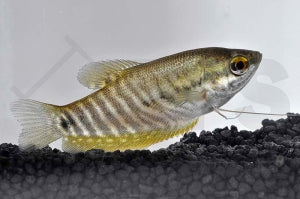 Schlangenhaut Fadenfisch (Trichopodus pectoralis)