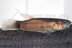 Schlanker Riesenkampffisch (Betta unimaculata)