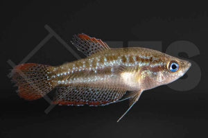 Knurrender Zwerggurami (Trichopsis pumilus)