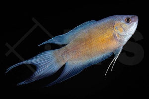 Paradiesfisch 