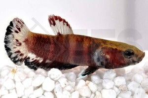Schlangenkopf-Weißsaum-Kampffisch (Betta channoides)