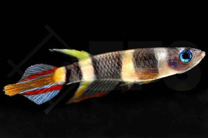 Ringelhechtling (Epiplatys annulatus)