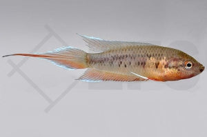 Roter Spitzschwanzmakropode (Pseudosphromenus dayi)