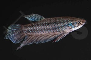Smaragd-Kampffisch (Betta smaragdina)