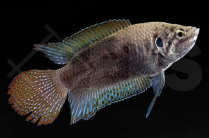 Rundschwanz-Makropode (Macropodus ocellatus)