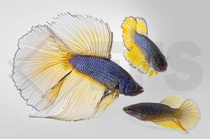 Hochzucht-Kampffisch TRIO 1/2 (Betta splendens)