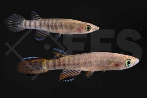 Roloffs Hechtling (Epiplatys roloffi)