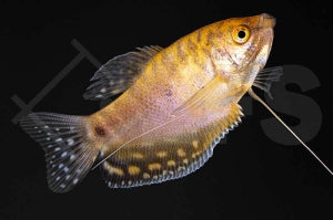 Gepunkteter Fadenfisch 