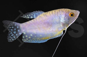 Gepunkteter Fadenfisch 