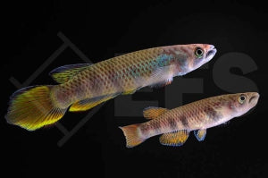 Schrägstreifenhechtling (Epiplatys infrafasciatus)