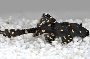 Elfenwels (Acanthicus adonis)