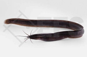 Afrikanischer Aalwels (Channallabes apus)