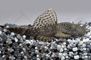 Antennenwels (Ancistrus dolichopterus)