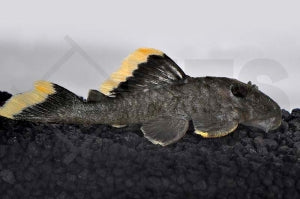 L - 47 | Magnum Harnischwels (Baryancistrus chrysolomus)
