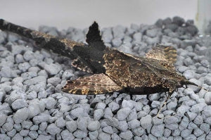 Bratpfannenwels (Dysichthys coracoideus)