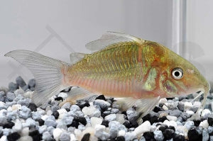 Smaragdpanzerwels (Brochis splendens)