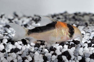 Adolfos Panzerwels (Corydoras adolfoi)