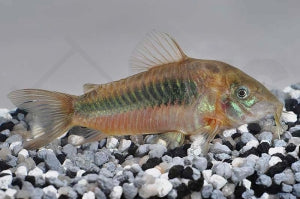 Metall Panzerwels (Corydoras aeneus)