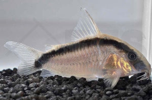 Stromlinien Panzerwels (Corydoras arcuatus)