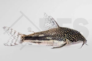Schabrackenpanzerwels (Scleromystax barbatus)
