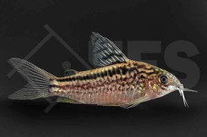 Schraffierter Panzerwels (Corydoras elegans)
