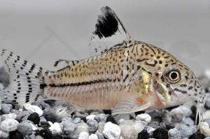 Julipanzerwels (Corydoras julii)