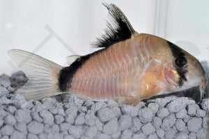 Schwarzrücken Panzerwels (Corydoras metae)