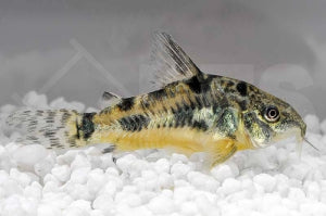 Marmorierter Panzerwels (Corydoras paleatus)
