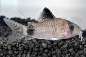 Panda Panzerwels (Corydoras panda)