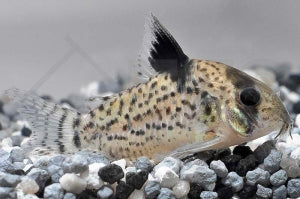 Punktierter Panzerwels (Corydoras punctatus)