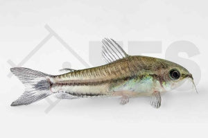 Zwergpanzerwels (Corydoras pygmaeus)