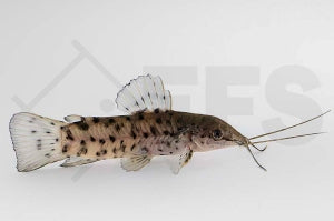 Gemalter Schwielenwels Hoplosternum thoracatum