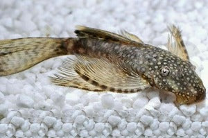 Schleierantennenwels (Ancistrus spec.)