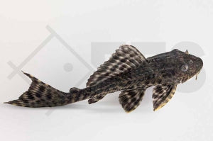 Schilderwels (Hypostomus plecostomus)