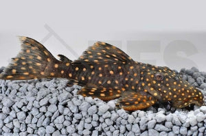 L - 7 | Milchstraßen-Rüsselzahnwels (Leporacanthicus cf. galaxias)